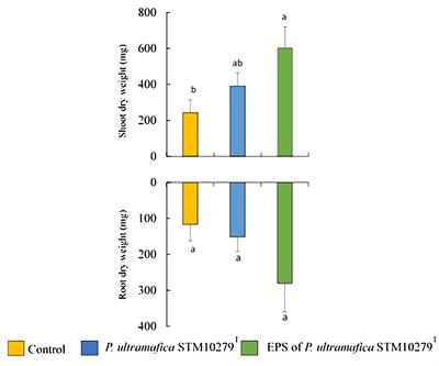 The cepacian-like exopolysaccharide of Paraburkholderia ultramafica STM10279T enhances growth and metal adaptation of Tetraria comosa on New Caledonian ultramafic soil